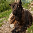 Bergziege im Ammergebirge