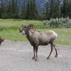 Bergziege im Jasper-Nationalpark