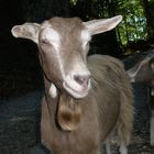 Bergziege im Obertoggenburg