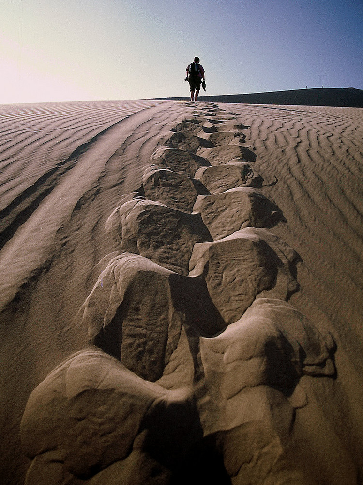 Bergziege in der Atacama