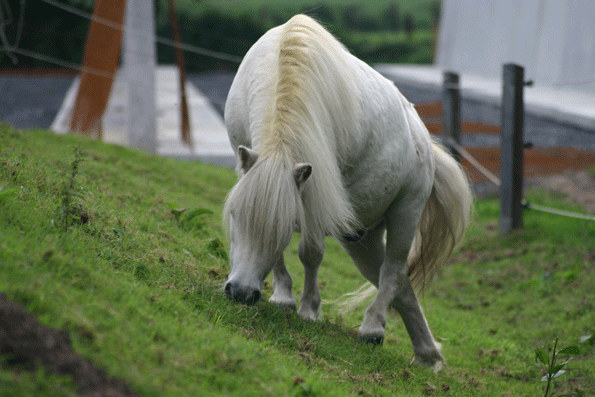 Bergziege oder Shettland Pony?