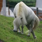 Bergziege oder Shettland Pony?