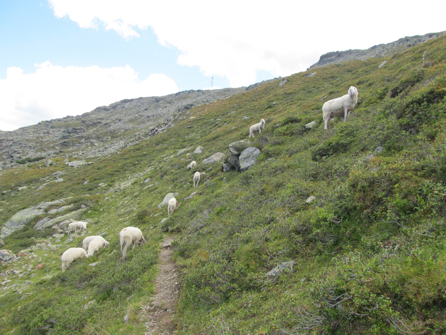 Bergziegen