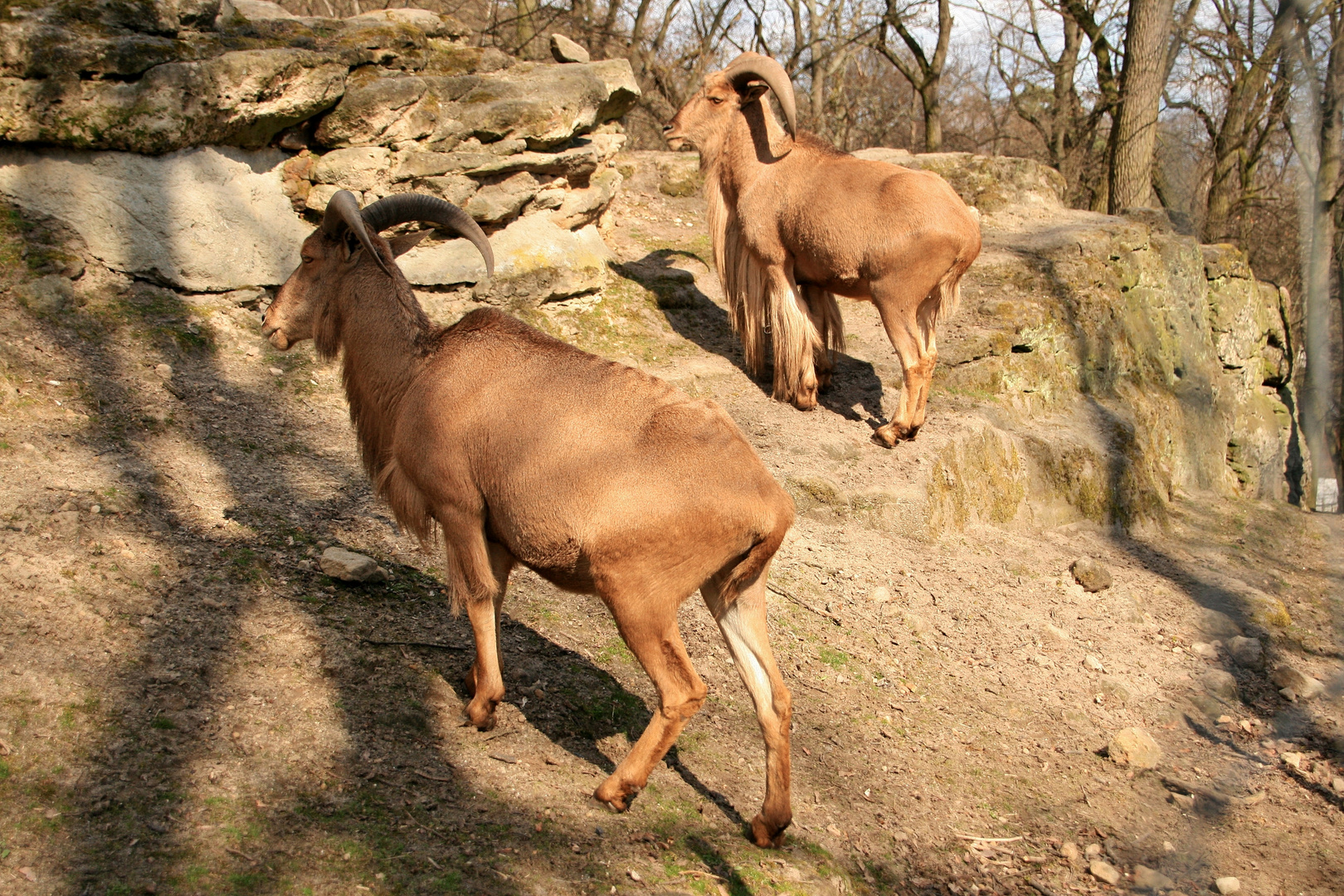 Bergziegen