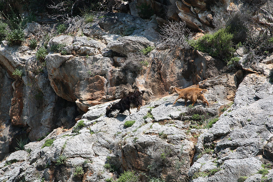 Bergziegen an der Steilküste von Alanya, Türkei