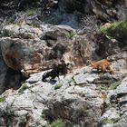 Bergziegen an der Steilküste von Alanya, Türkei