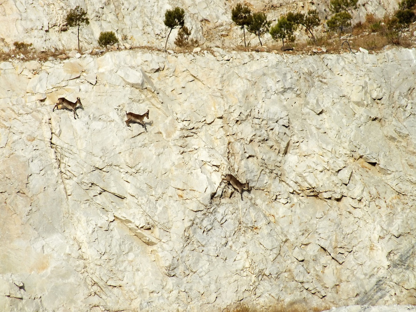 Bergziegen auf der Flucht - cabras de monte