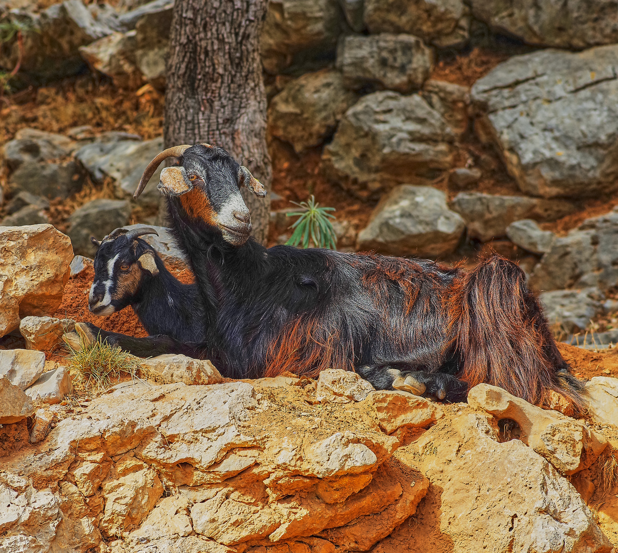 Bergziegen auf Kreta