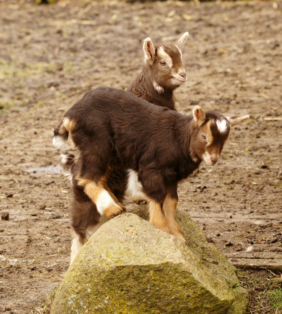 "Bergziegen" beim Klettertraining. 