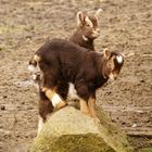 "Bergziegen" beim Klettertraining. 