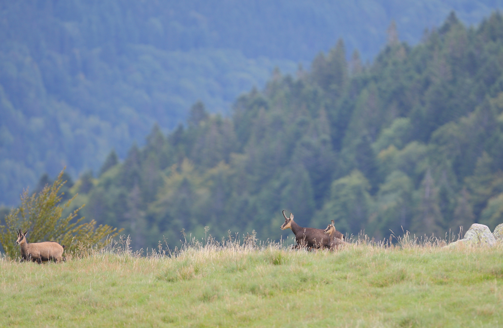 Bergziegen