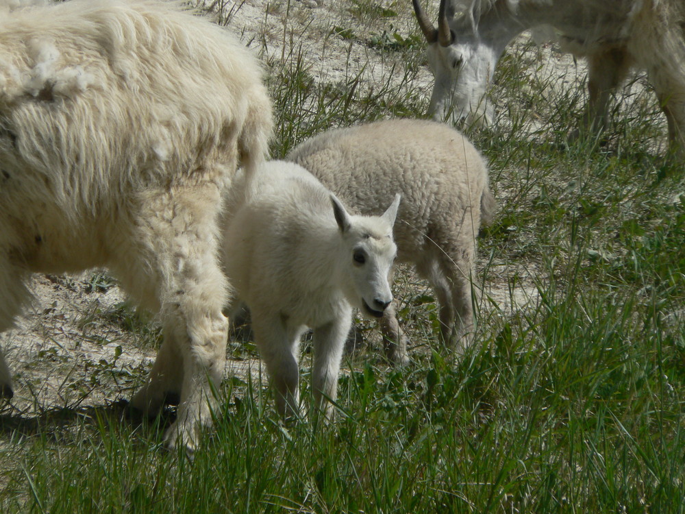 Bergziegen