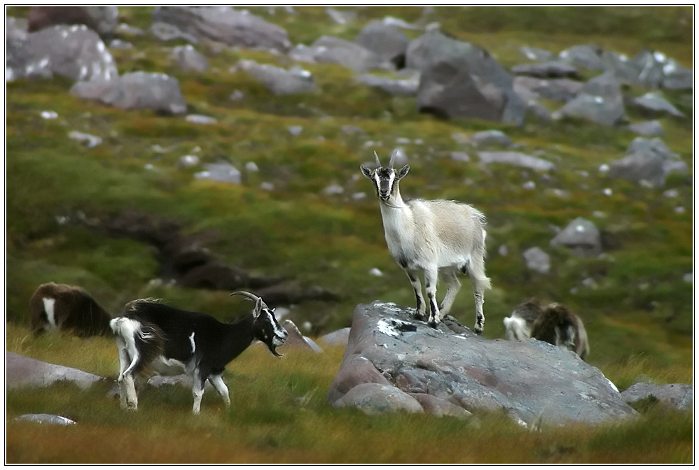 Bergziegen im Naturschutzgebiet am Loch Maree