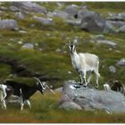 Bergziegen im Naturschutzgebiet am Loch Maree