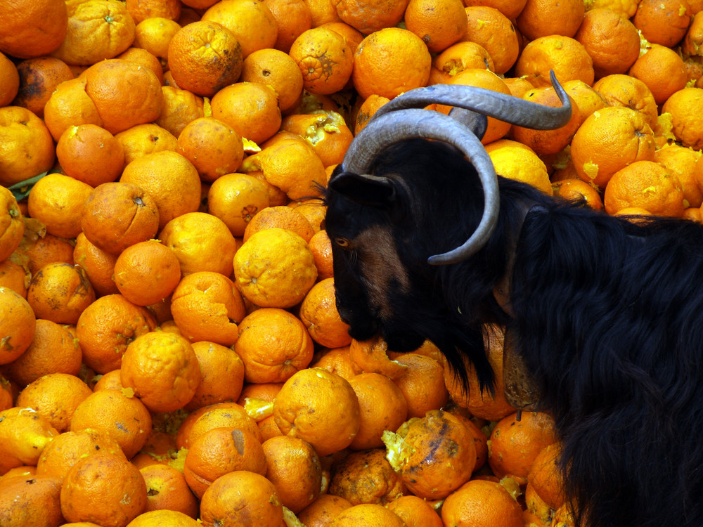 Bergziegen und Vitamin C