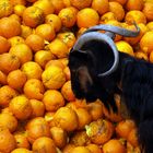 Bergziegen und Vitamin C