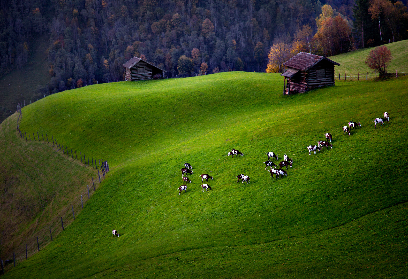 Bergziegen- Weide