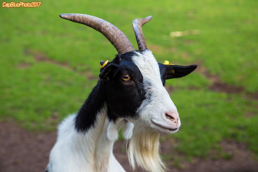 Bergziegenbock im Wildpark Silz