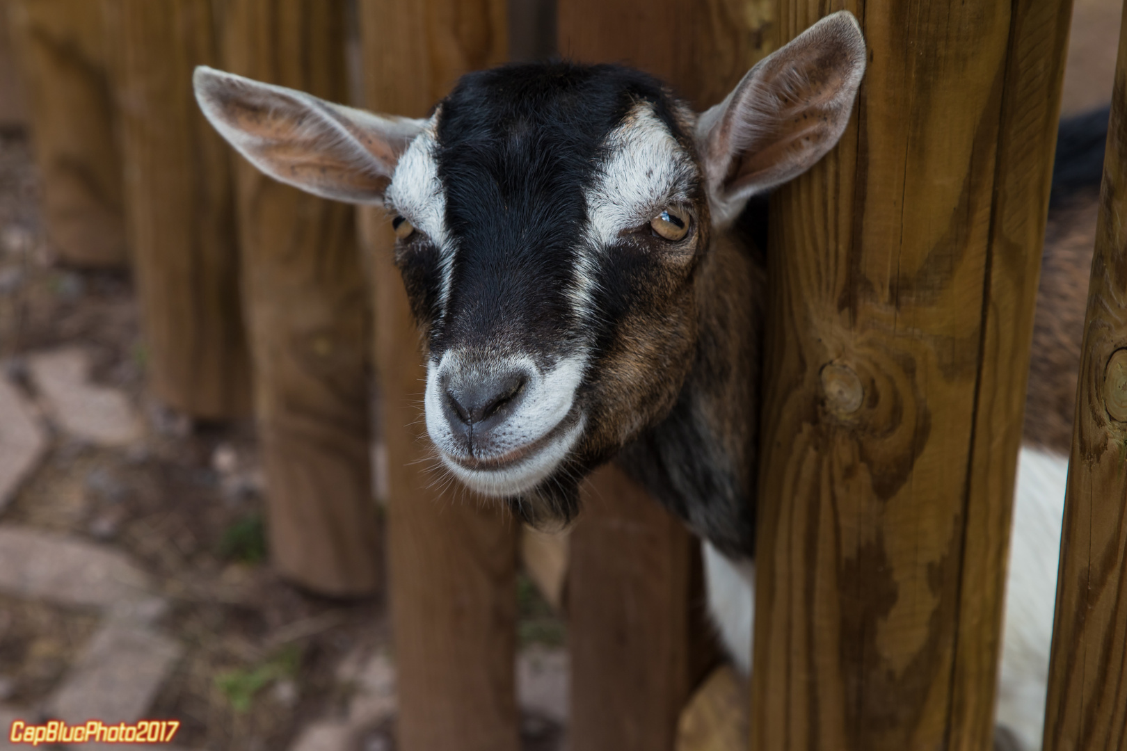 Bergzieglein im Wildpark Silz