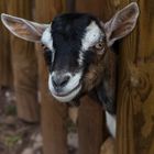 Bergzieglein im Wildpark Silz