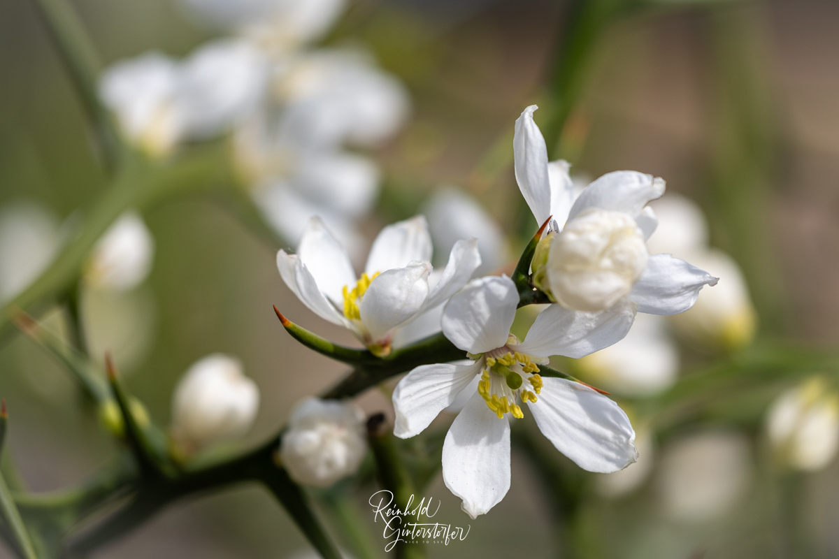 BergZitrone Blüten