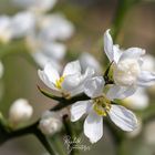 BergZitrone Blüten