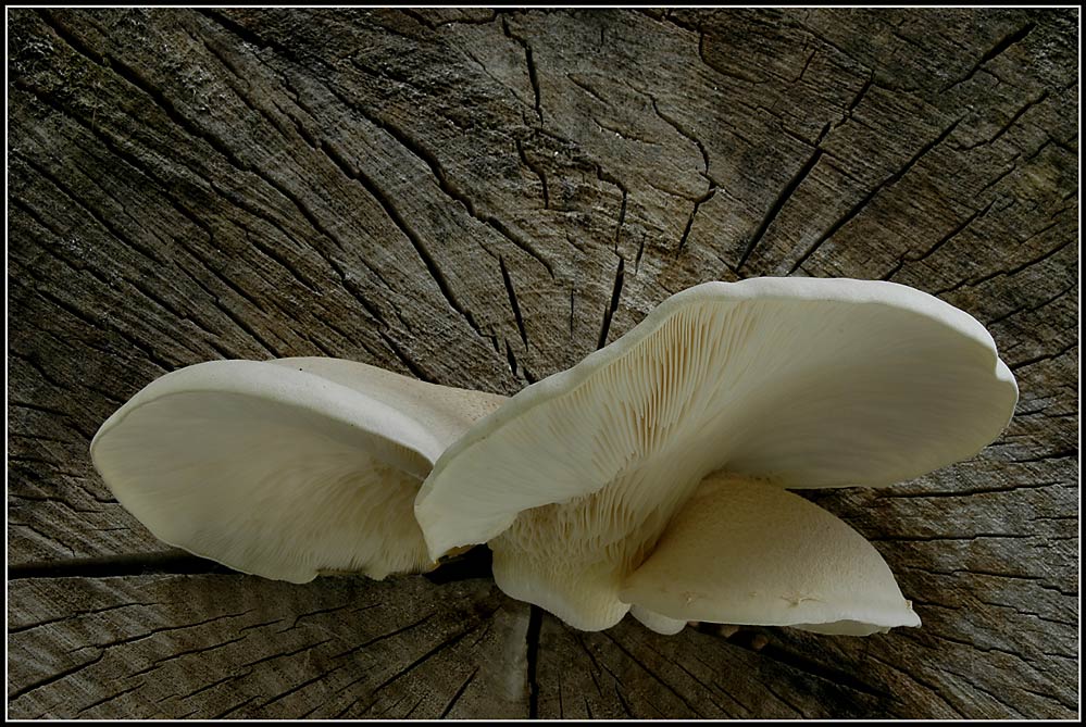 Berindeter Seitling / Pleurotus dryinus