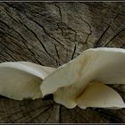 Berindeter Seitling / Pleurotus dryinus