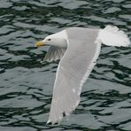 Beringmöwe - Glaucous-winged Gull (Larus glaucescens)