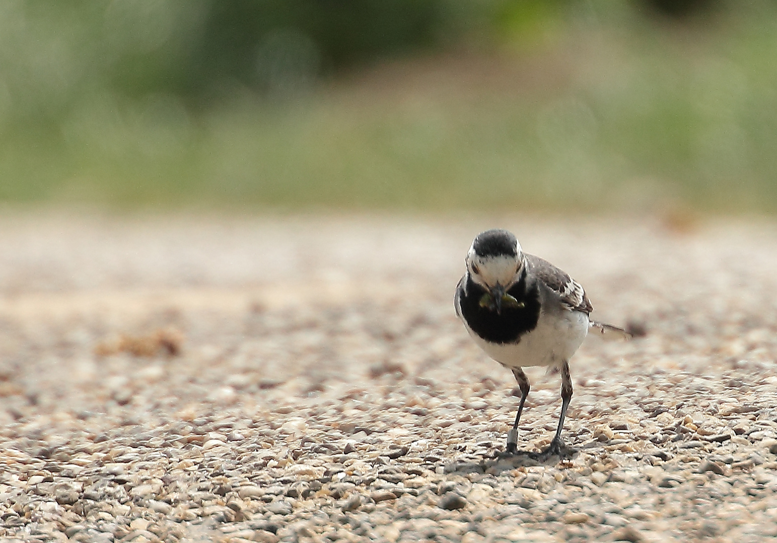 Beringte Bachstelze Foto & Bild | tiere, wildlife, wild lebende vögel Bilder auf fotocommunity