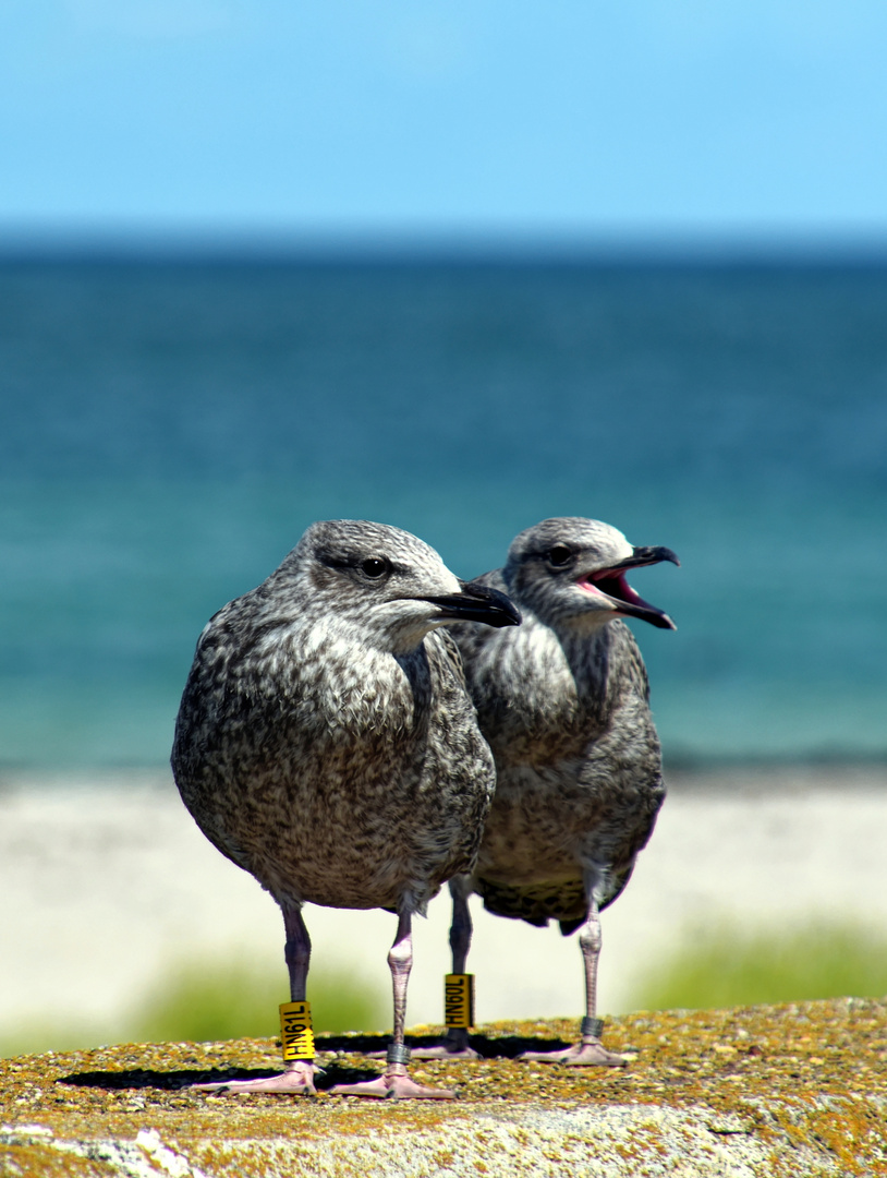 Beringte Jungvögel auf Helgoland