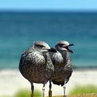 Beringte Jungvögel auf Helgoland