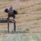 "Beringter adulter Seeadler (XE55) auf Ansitzwarte 2023"