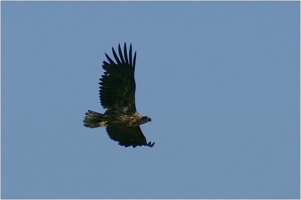 Beringter Seeadler