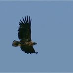 Beringter Seeadler