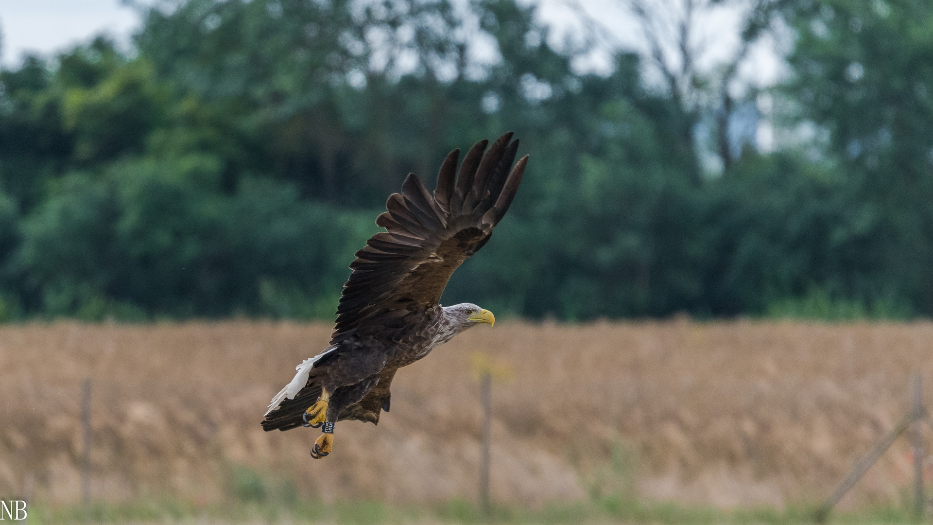 "Beringter Seeadler- echtes Wildlife 2023"