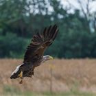 "Beringter Seeadler- echtes Wildlife 2023"