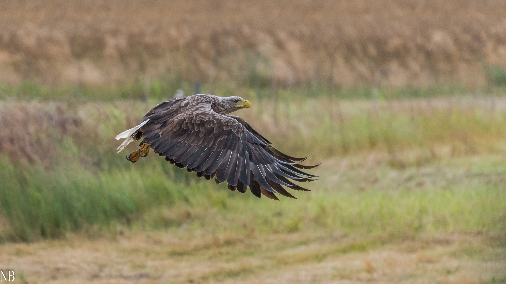 "Beringter Seeadler- echtes Wildlife 2023 II"