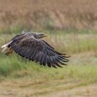 "Beringter Seeadler- echtes Wildlife 2023 II"