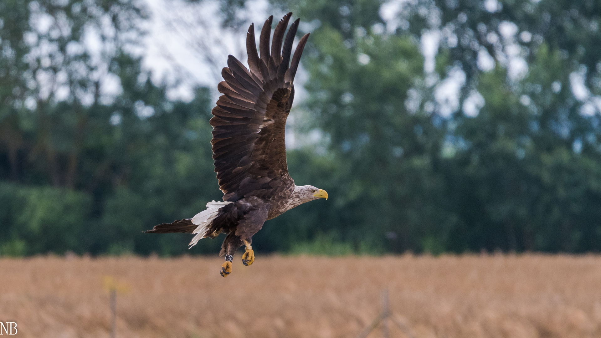 "Beringter Seeadler-echtes Wildlife 2023 III"