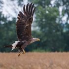 "Beringter Seeadler-echtes Wildlife 2023 III"