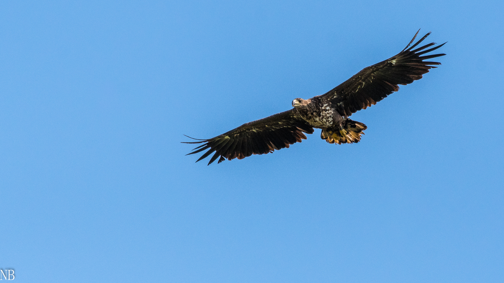 "Beringter Seeadler-XP 05, 2023"