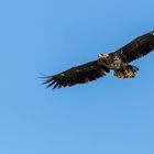 "Beringter Seeadler-XP 05, 2023"