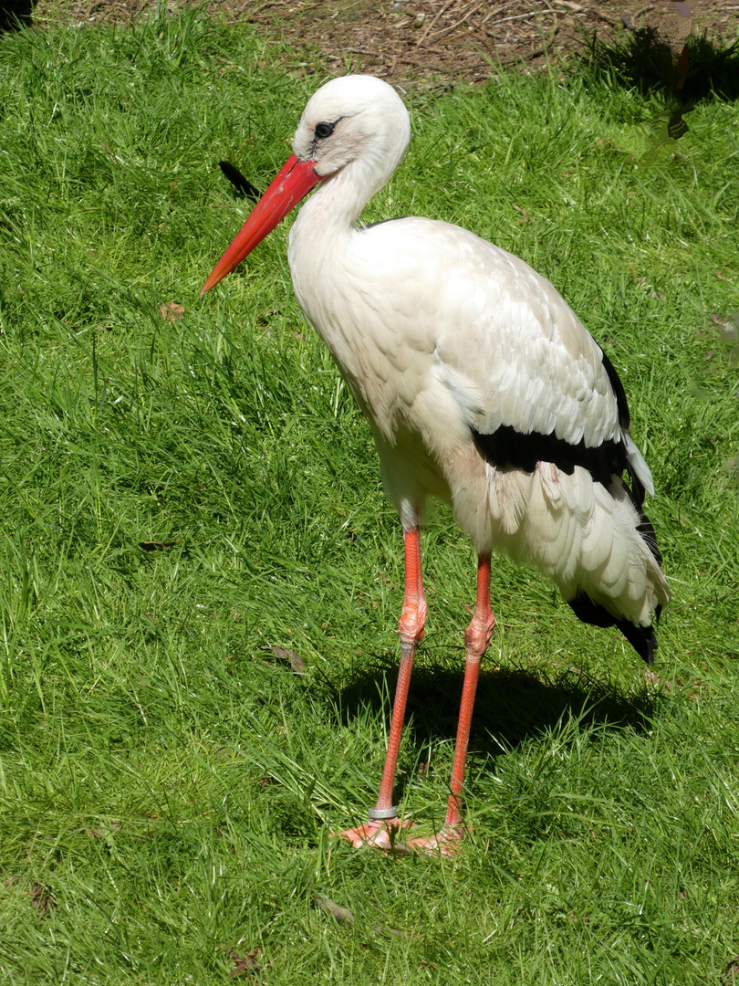 Beringter Storch  ?? vielleicht ein alter Bekannter ??