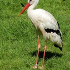 Beringter Storch  ?? vielleicht ein alter Bekannter ??