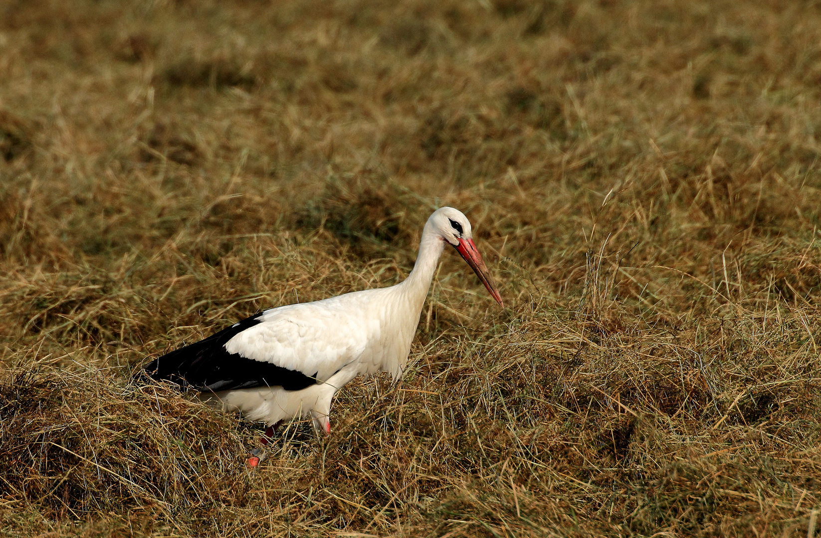 Beringter Weißstorch