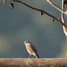 Beringtes Rotschwänzchen