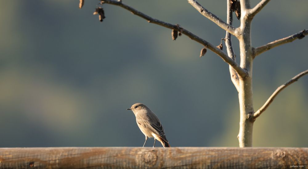 Beringtes Rotschwänzchen