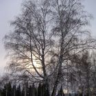 Beriosa. Birke im fahlen Licht der untergehenden Wintersonne im Südural.