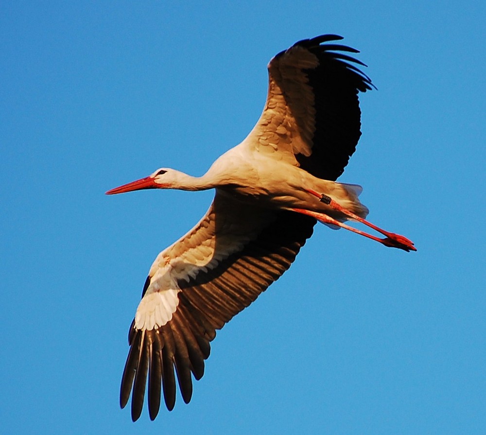 Berkach Storch